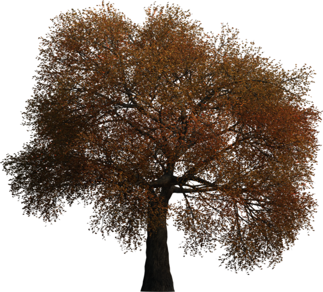 wwf-project-00-00-00-03-25-5487186ee84ae-tree_small.png